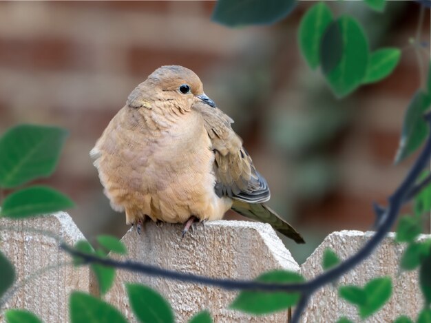 Closeup shot of a sparrow on a wooden fence