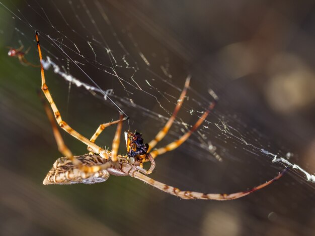 Снимок крупным планом паука, поедающего насекомое на паутине