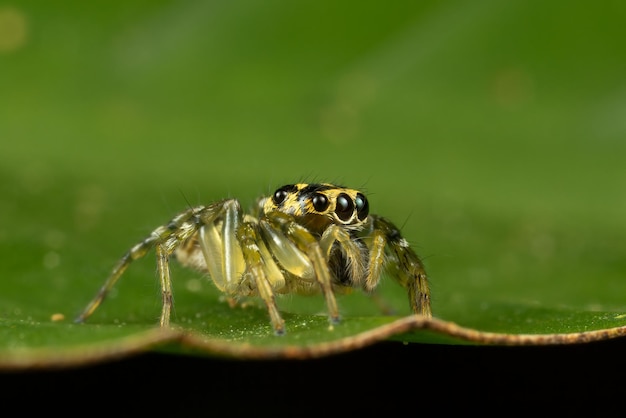 Closeup shot of a spider on the green leaf