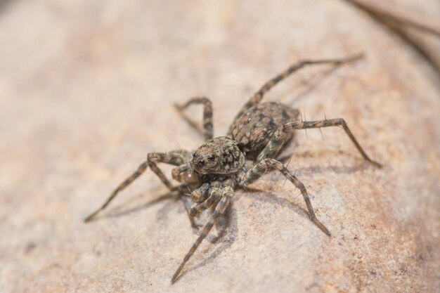 Closeup shot of a spider on a rock texture