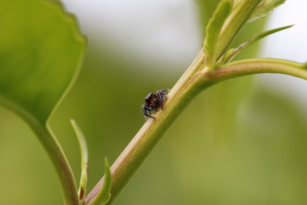 Closeup shot of a spider on a stem