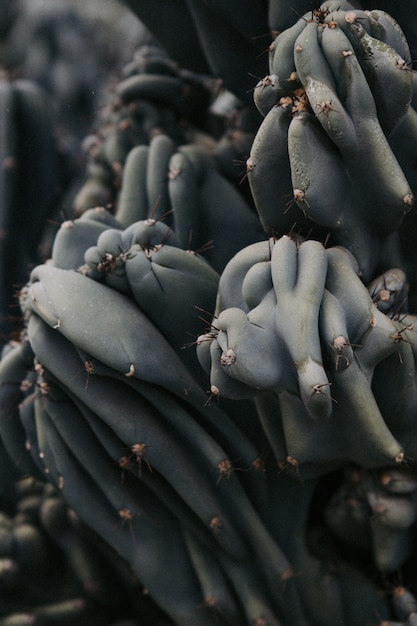 Colpo del primo piano della pianta di cactus rara appuntita in un deserto