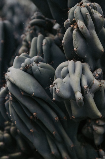 Крупным планом снимок колючих редких кактусов в пустыне