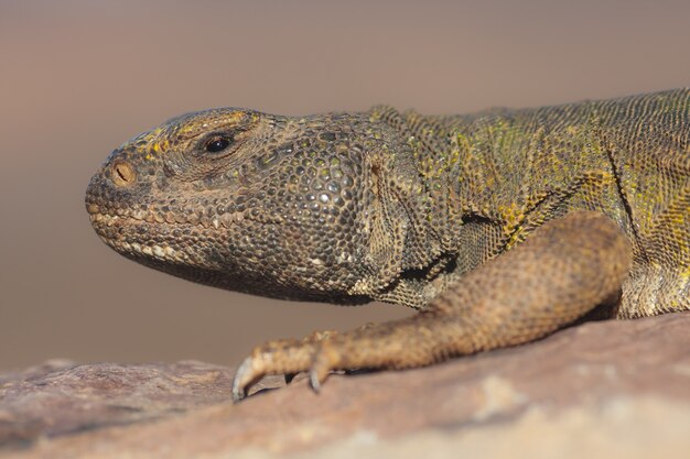 Closeup shot of a spiny-tailed lizard on a blurred space