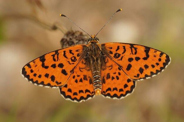 斑点を付けられたfritillary蝶のクローズアップショット