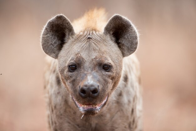 Closeup shot of a spotted hyena salivating and panting