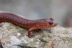 Foto gratuita primo piano di una salamandra primaverile, gyrinophilus porhyriticus su una roccia