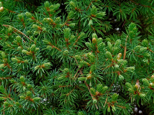Closeup shot of spruce tree branches