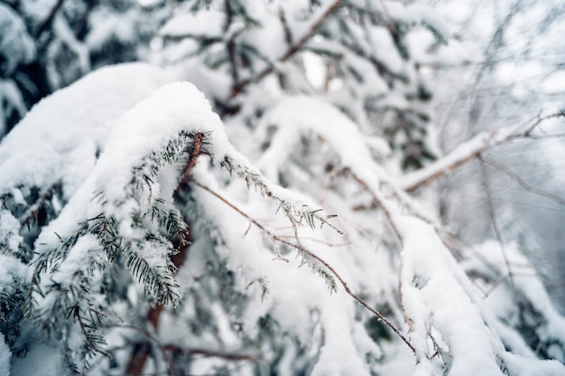 Closeup shot of spruce tree covered with snow