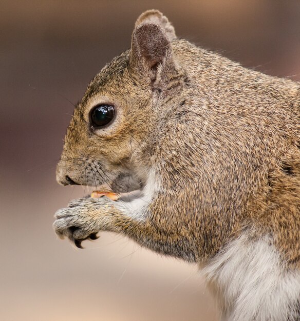음식을 먹는 다람쥐의 근접 촬영 샷