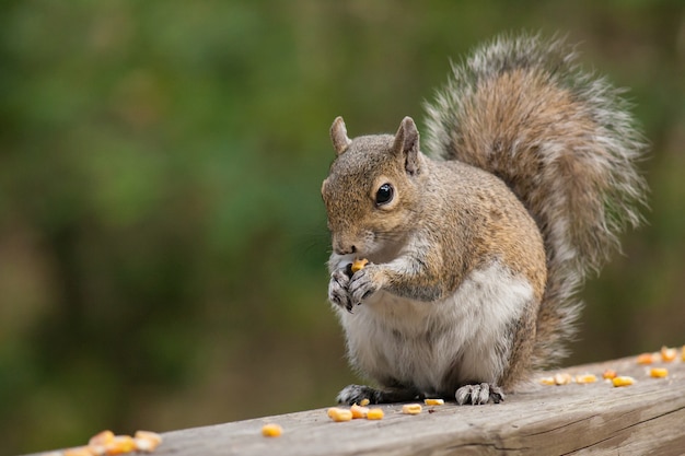 Closeup shot of a squirrel eating pieces of corn