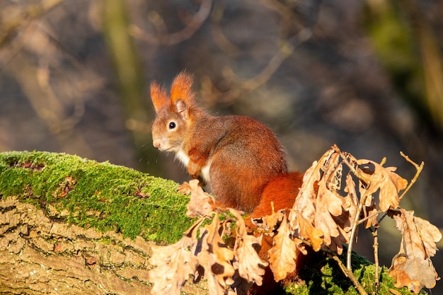 Closeup shot of a squirrel sitting on a piece of wood