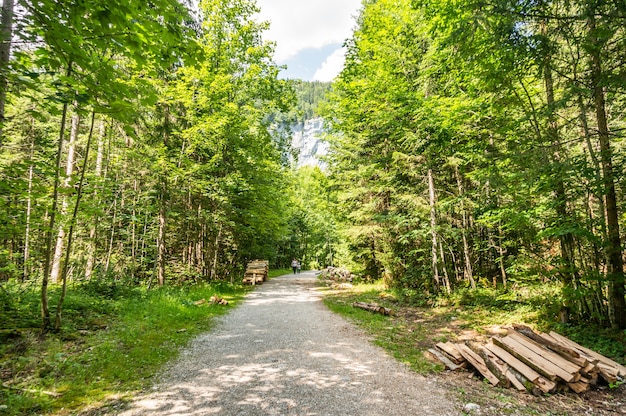 Primo piano di grandi tronchi impilati vicino a un sentiero nella foresta