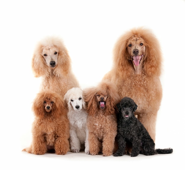 Closeup Shot of Standard Poodles Family Isolated on White Background