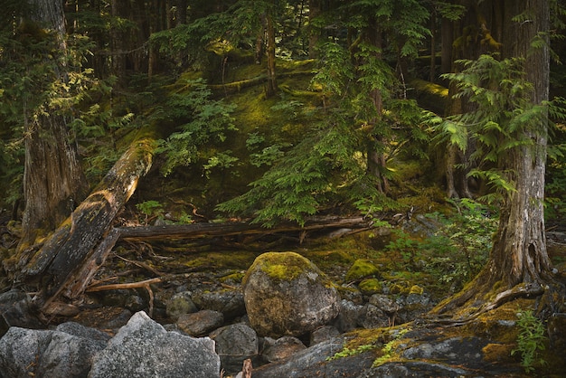 워싱턴 숲에서 이끼와 나무로 덮인 돌의 근접 촬영