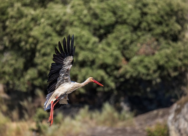 コウノトリの飛行のクローズアップショット