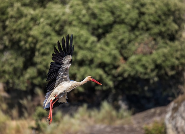 Closeup shot of stork flying
