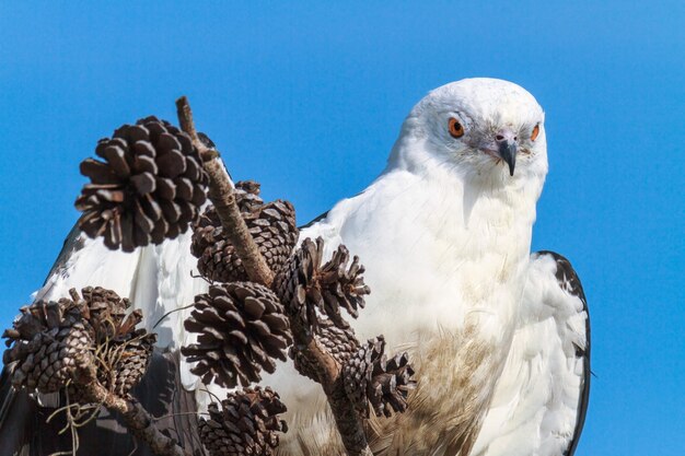Closeup shot of a Swallow-Tailed Kite on a pine cone perch