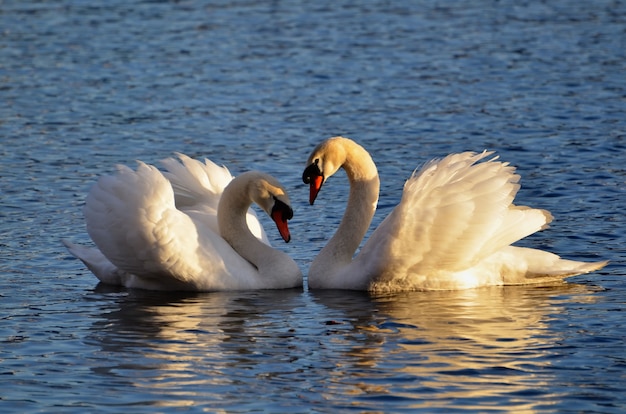 Closeup shot of swans on the water making a heart shape with their wings raised