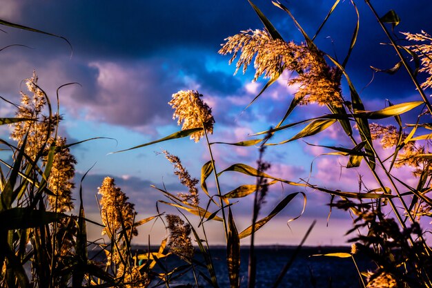 Closeup shot of sweetgrass branches with the cloudy sky