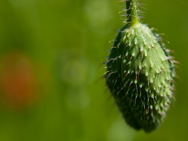 Closeup shot of a swollen sprout during daytime