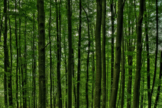 Closeup shot of tall trees in the middle of a green forest