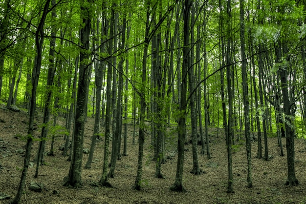 Closeup shot of tall trees in the middle of a green forest