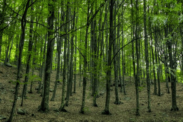 Closeup shot of tall trees in the middle of a green forest