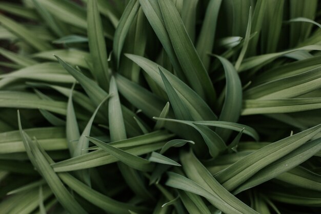 Closeup shot of a texture of leaves