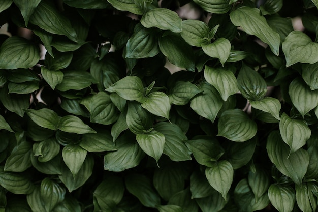 Closeup shot of a texture of leaves