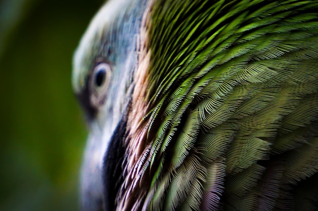 Colpo del primo piano delle piume verdi strutturate di un pappagallo