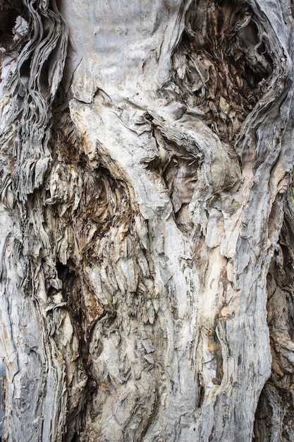 Closeup shot of a textured tree trunk