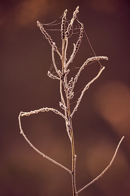 Free photo closeup shot of a thin plant covered in spider web on a blurred