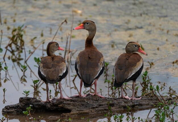 Closeup shot of three cute ducks sitting on a piece of wood