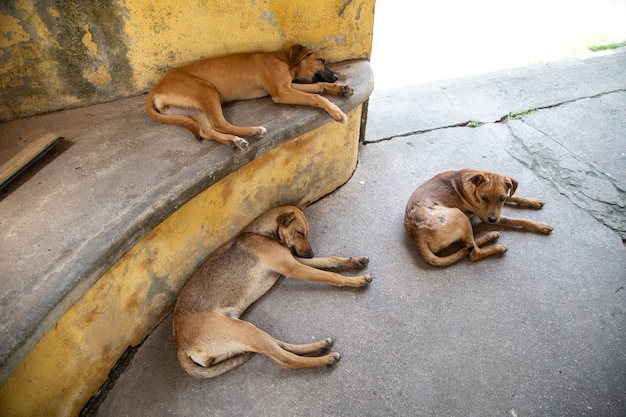 Foto gratuita colpo del primo piano di tre cani che si trovano rilassante all'aperto