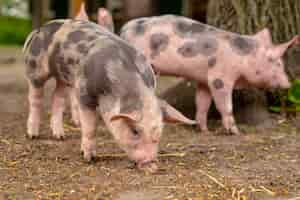 Free photo closeup shot of three domesticated pigs