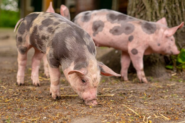 Closeup shot of three domesticated pigs