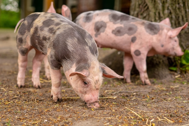 3頭の飼いならされたブタのクローズアップショット