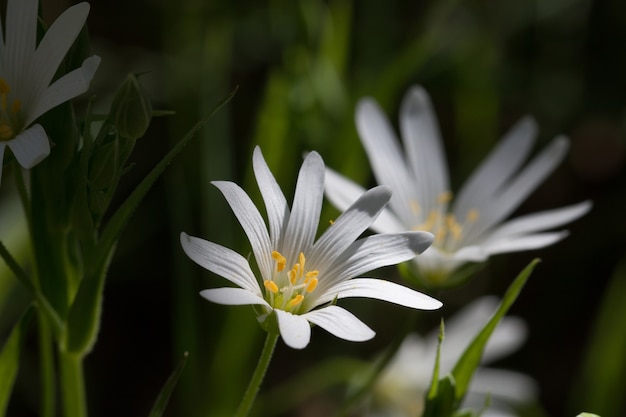 Free photo closeup shot of three white chickweeds next to each other