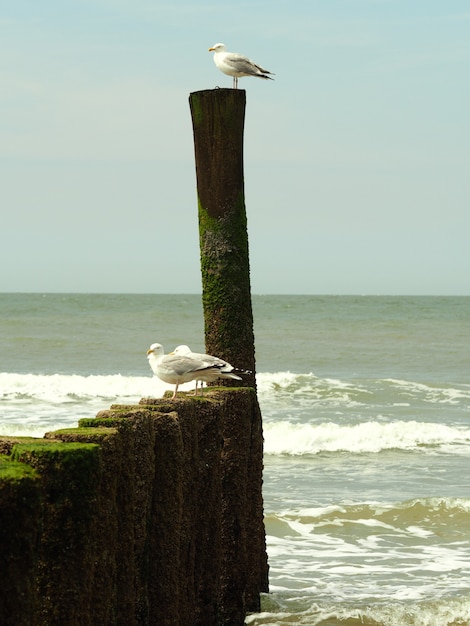 Closeup shot of three white seagulls standing on a wooden object