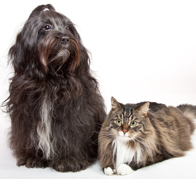 Closeup shot of a Tibetan terrier and Siberian cat isolated on a white wall