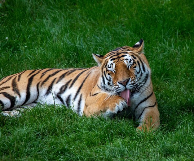 영국 ZSL Whipsnade 동물원에서 호랑이의 근접 촬영 샷