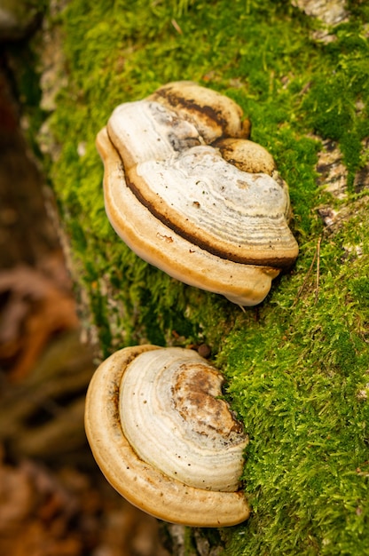 Foto gratuita colpo del primo piano del fungo dell'esca su un tronco di albero coperto di muschio