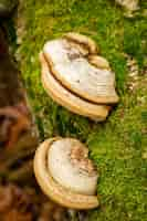 Free photo closeup shot of tinder fungus on a tree trunk covered with moss