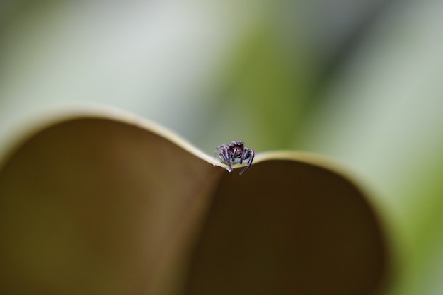 Closeup shot of a tiny spider on a leaf with a blurred background