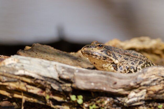 Closeup shot of a toad surrounded by the pieces of wood