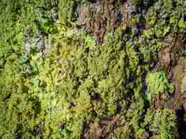 Free photo closeup shot of tree bark covered with moss in a forest