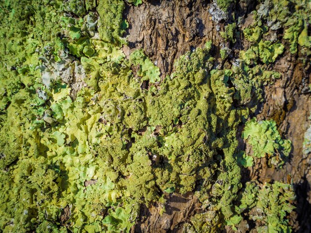 森の苔で覆われた木の樹皮のクローズアップショット