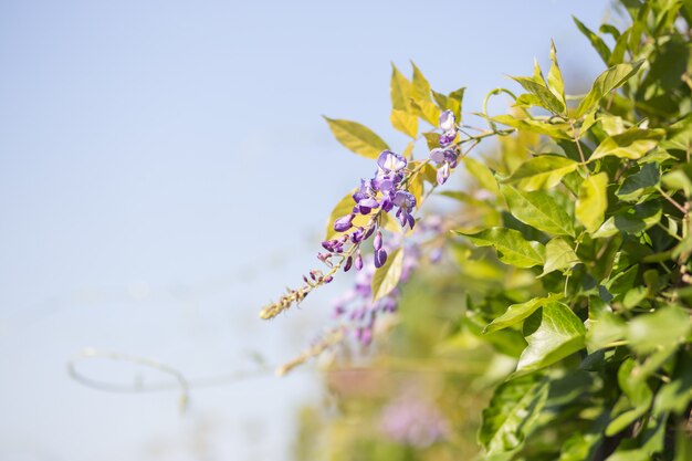 Closeup shot of a tree branch with green leaves and flowers on a blurred background