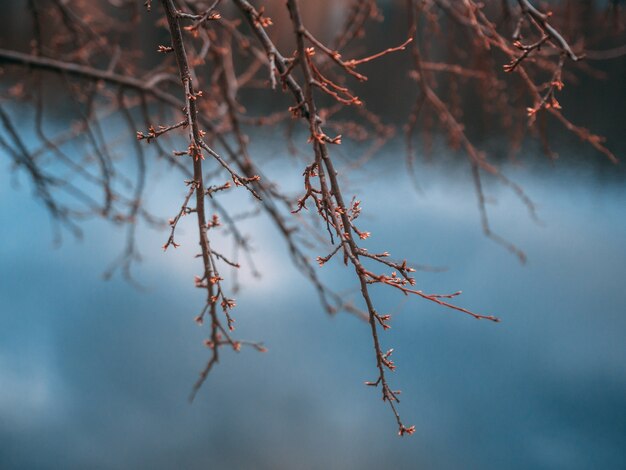 Closeup shot of a tree branch